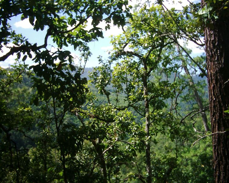 dsci0098.jpg