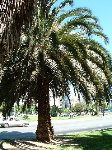 dscf0011.jpg