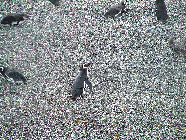 dscf0060.jpg
