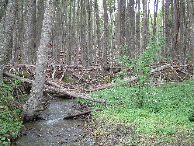 dscf0123.jpg