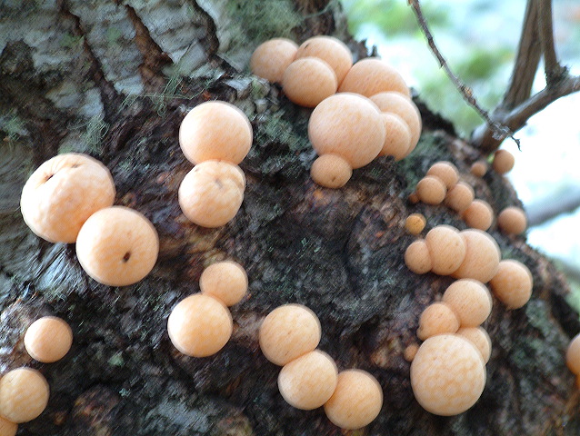 dscf0135.jpg