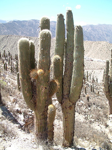 dscf0481.jpg