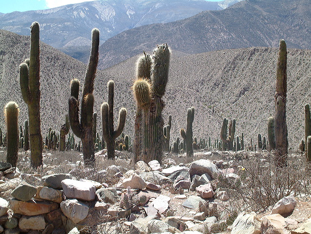 dscf0488.jpg
