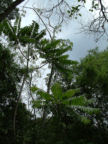 dscf0579.jpg