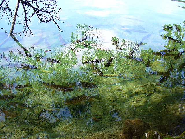 p1020447.jpg