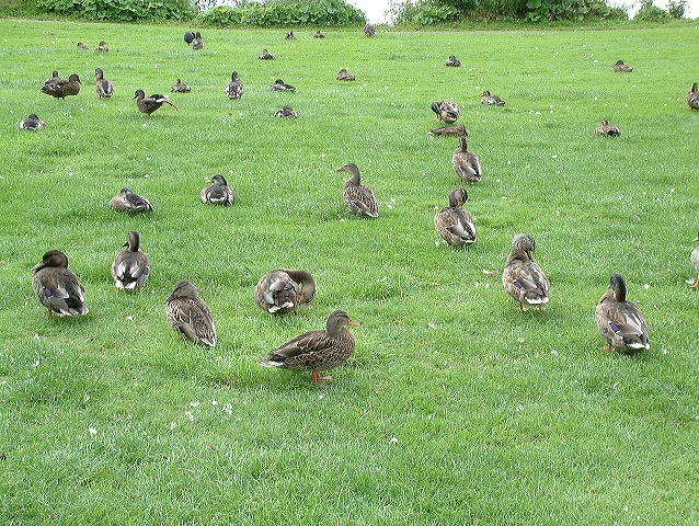 dscf0244.jpg