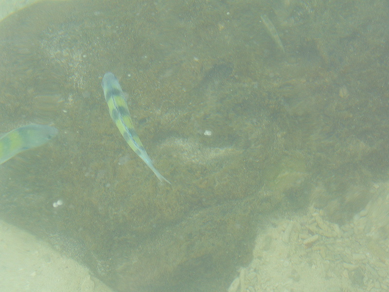 p1050533.jpg