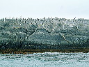 cnv00007