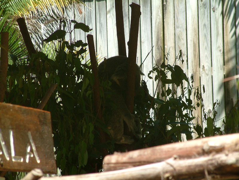 dscf0339.jpg