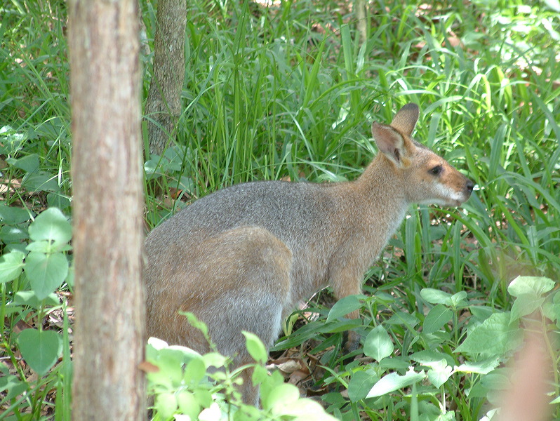 dscf0374.jpg