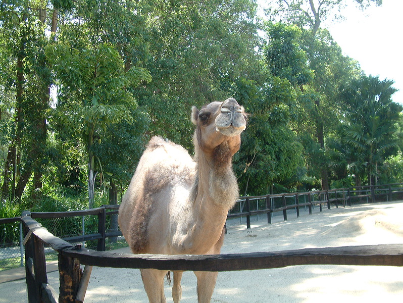 dscf0399.jpg