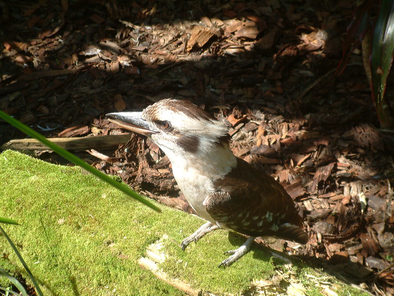 dscf0420.jpg