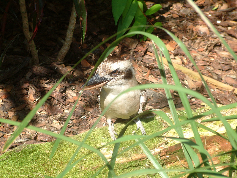 dscf0421.jpg